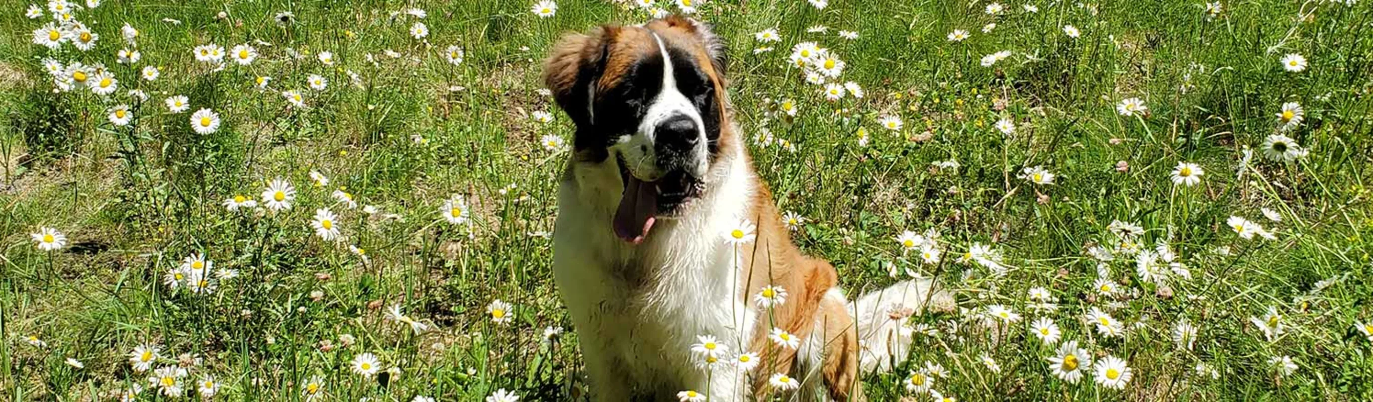 A large dog sitting in a grass field filled with flowers
